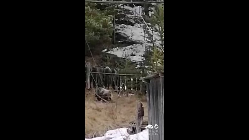 Медведица с тремя медвежатами пришла на кордон к инспекторам в Монахово