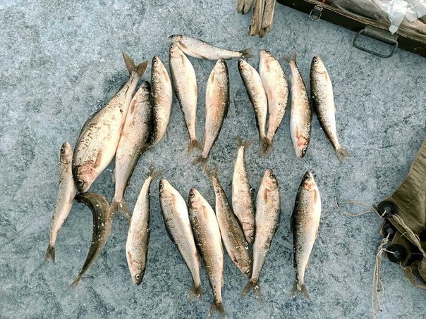 В Бурятии задержали первых нарушителей запрета на вылов рыбы